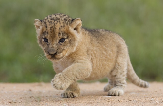 African Lion cub, (Panthera leo) South Africa, 4 weeks old